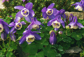 Aquilegia pyrenaica ssp discolor